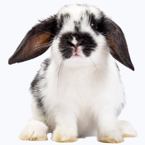 Animales pequeños