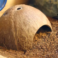 Cueva de coco natural para reptiles, tarántulas y pequeñas mascotas